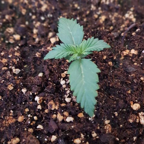 FastBerry growlog timeline photo