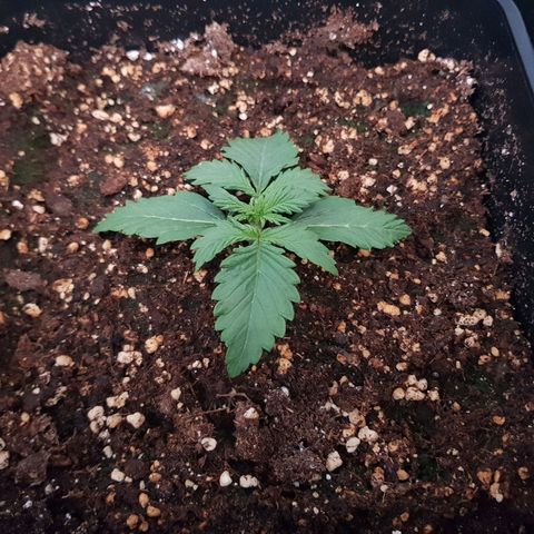 FastBerry growlog timeline photo