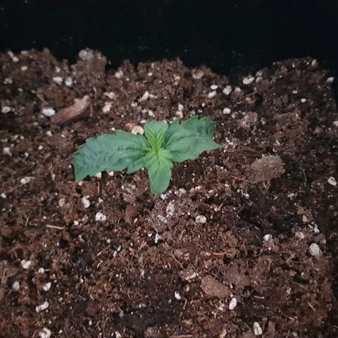 Auto Tutankamon growlog timeline photo