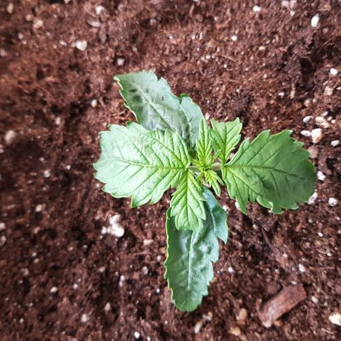 Auto Tutankamon growlog timeline photo
