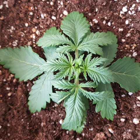 FastBerry growlog timeline photo