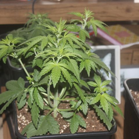 Crystal Meth growlog timeline photo