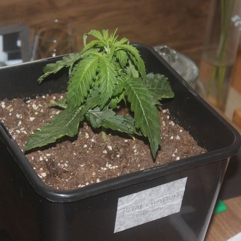 Auto Tutankamon growlog timeline photo