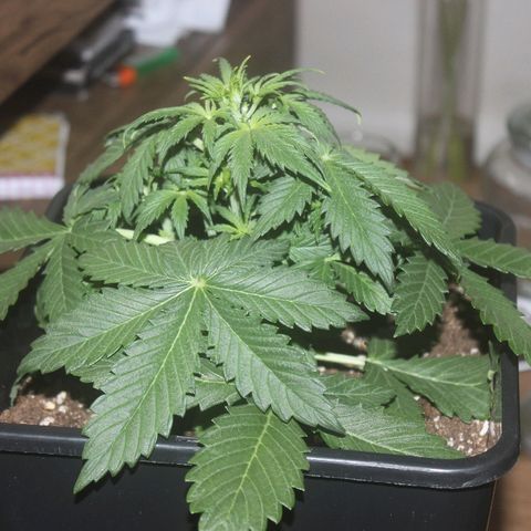 FastBerry growlog timeline photo