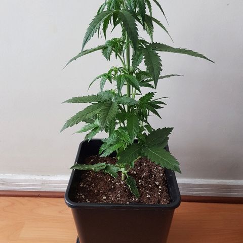 Auto Tutankamon growlog timeline photo