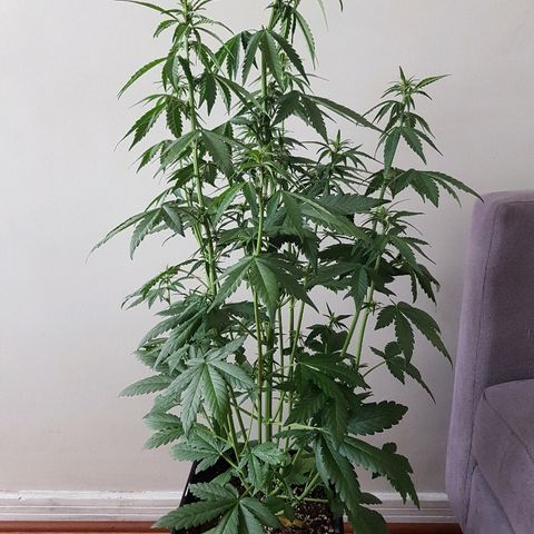 Crystal Meth growlog timeline photo