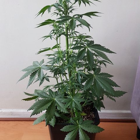 FastBerry growlog timeline photo