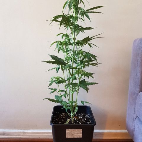 Auto Tutankamon growlog timeline photo