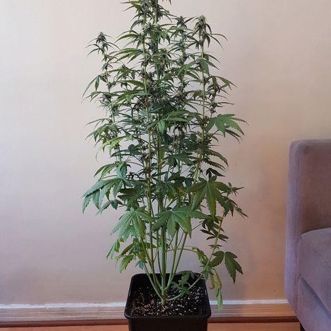 Crystal Meth growlog timeline photo