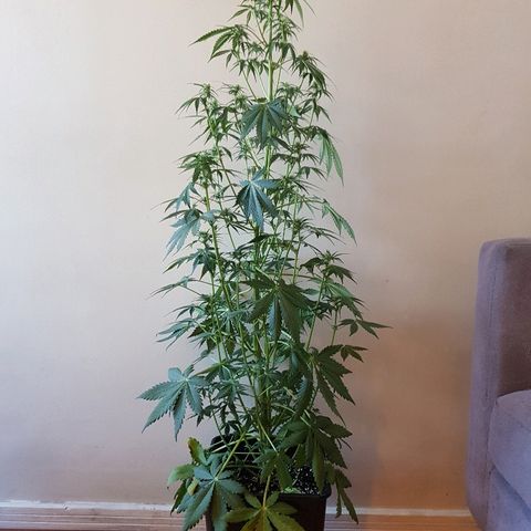 FastBerry growlog timeline photo