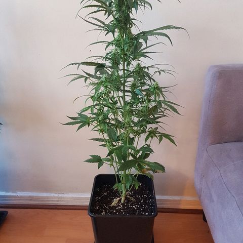 Auto Tutankamon growlog timeline photo
