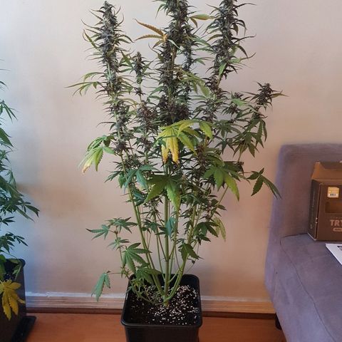 Crystal Meth growlog timeline photo