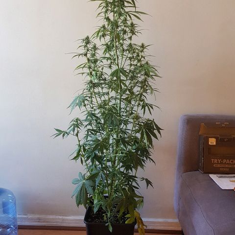 FastBerry growlog timeline photo