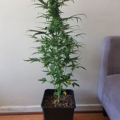 Auto Tutankamon growlog timeline photo