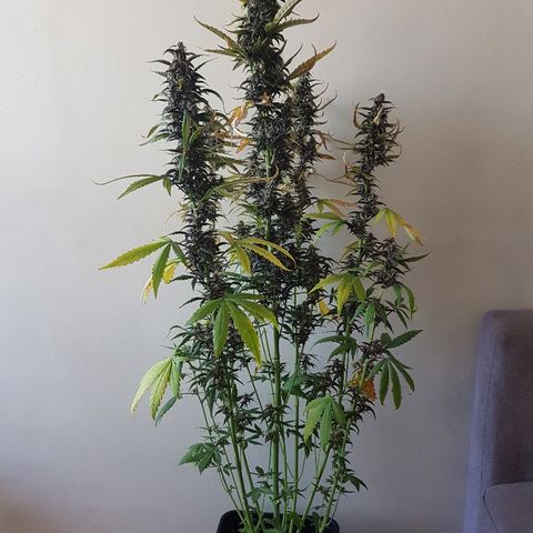Crystal Meth growlog timeline photo