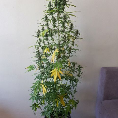 FastBerry growlog timeline photo