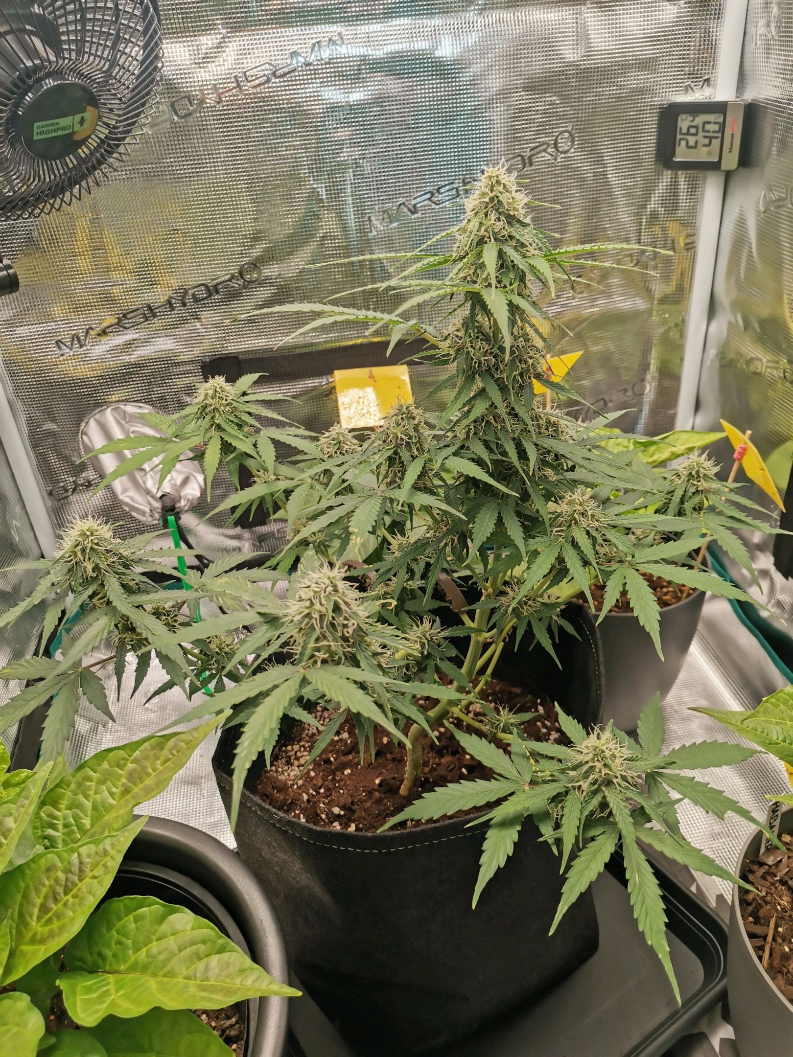 Royal Dwarf growlog header