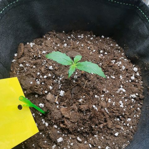 Royal Dwarf growlog photo