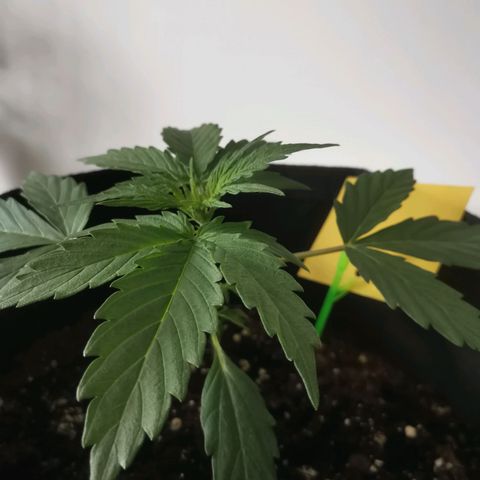 Royal Dwarf growlog photo