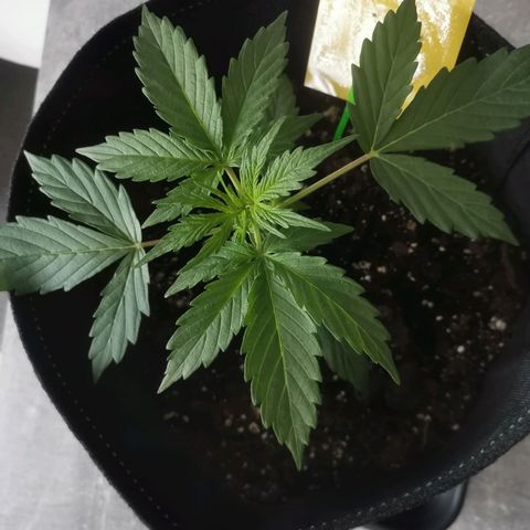 Royal Dwarf growlog photo