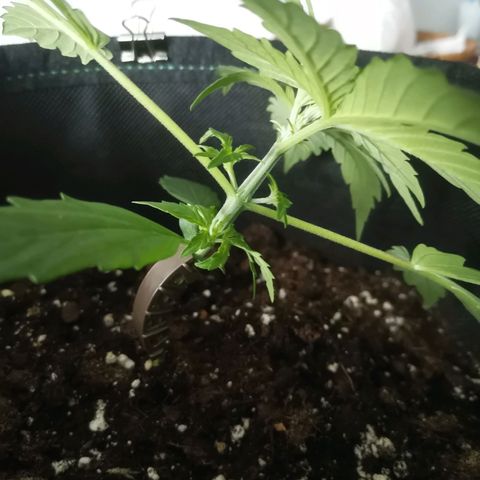 Royal Dwarf growlog photo
