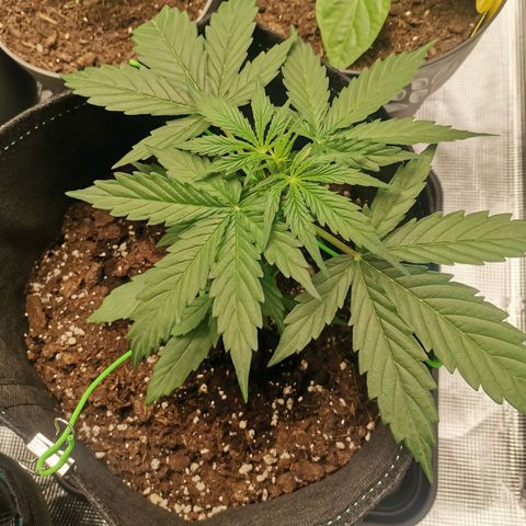 Royal Dwarf growlog timeline photo