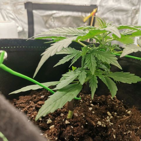 Royal Dwarf growlog timeline photo
