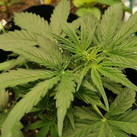Royal Dwarf growlog timeline photo