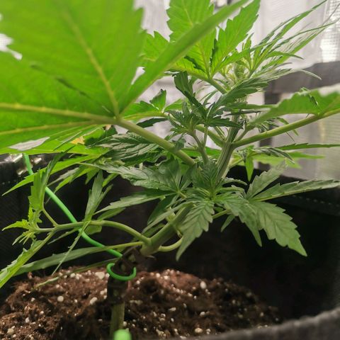 Royal Dwarf growlog timeline photo