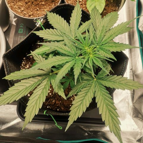 Royal Dwarf growlog timeline photo