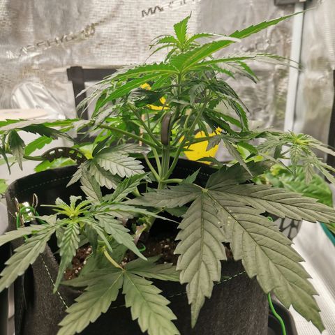 Royal Dwarf growlog timeline photo