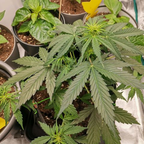 Royal Dwarf growlog timeline photo