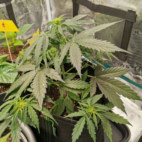 Royal Dwarf growlog timeline photo