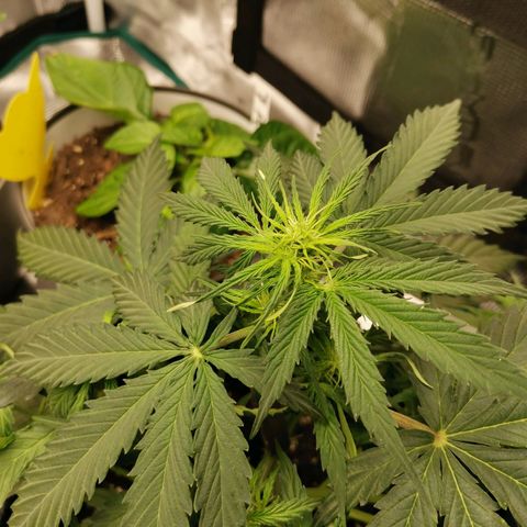 Royal Dwarf growlog timeline photo