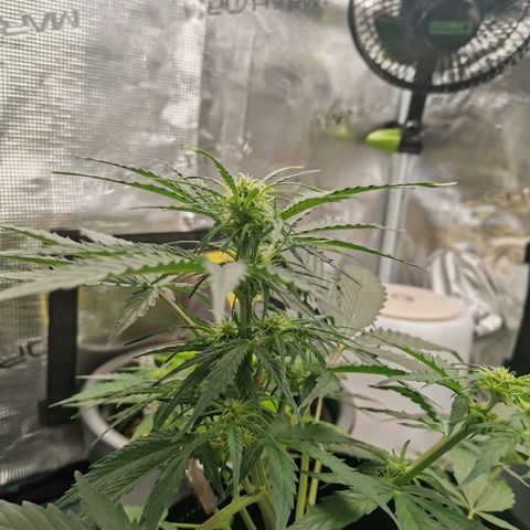 Royal Dwarf growlog timeline photo