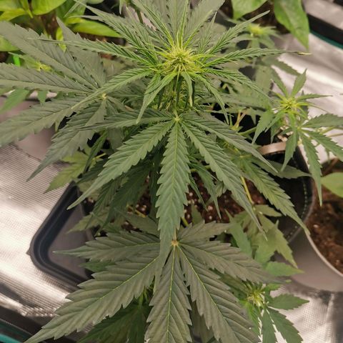 Royal Dwarf growlog timeline photo
