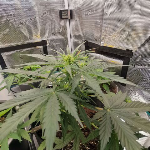 Royal Dwarf growlog timeline photo