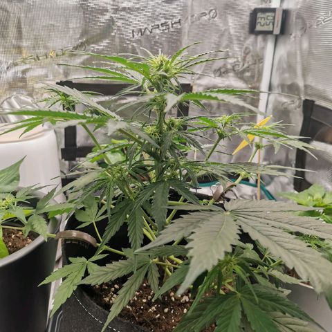Royal Dwarf growlog timeline photo