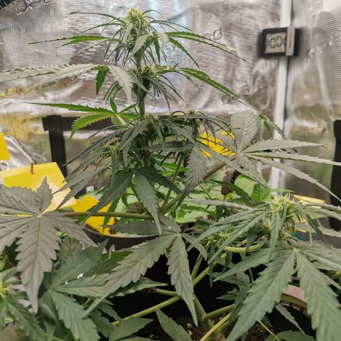Royal Dwarf growlog timeline photo