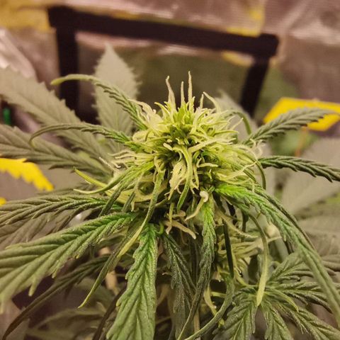 Royal Dwarf growlog timeline photo