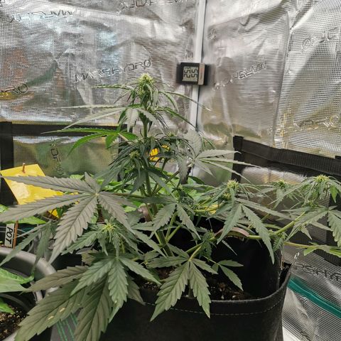 Royal Dwarf growlog timeline photo