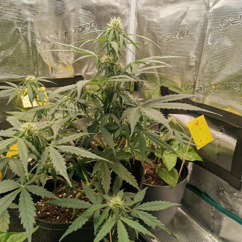 Royal Dwarf growlog timeline photo
