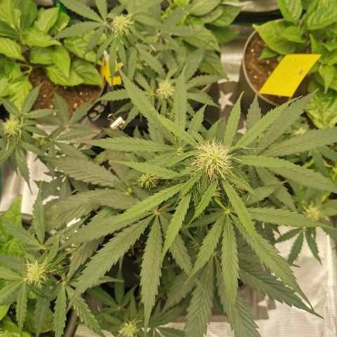 Royal Dwarf growlog timeline photo