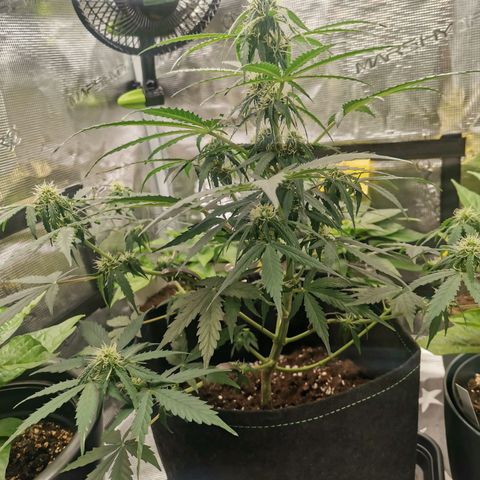 Royal Dwarf growlog timeline photo