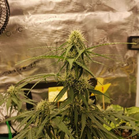 Royal Dwarf growlog timeline photo