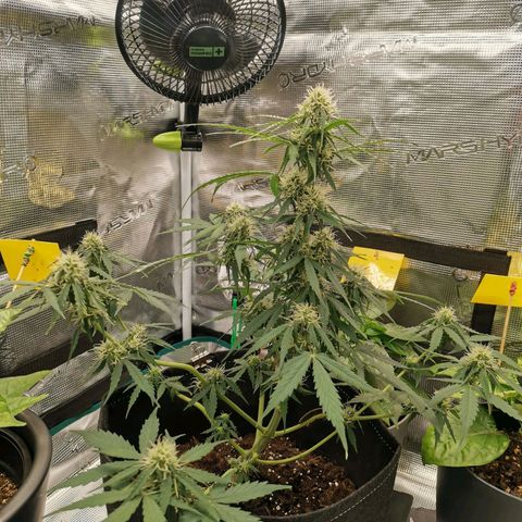 Royal Dwarf growlog timeline photo