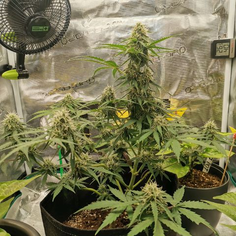 Royal Dwarf growlog timeline photo