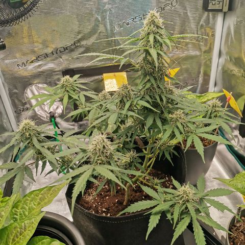 Royal Dwarf growlog timeline photo