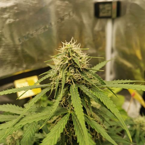 Royal Dwarf growlog timeline photo