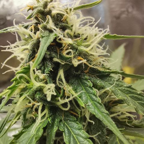 Royal Dwarf growlog timeline photo